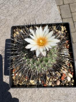 Gymnocactus viereckii v.major